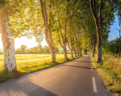 camino soleado y rodeado de arboles frondosos que representa logro